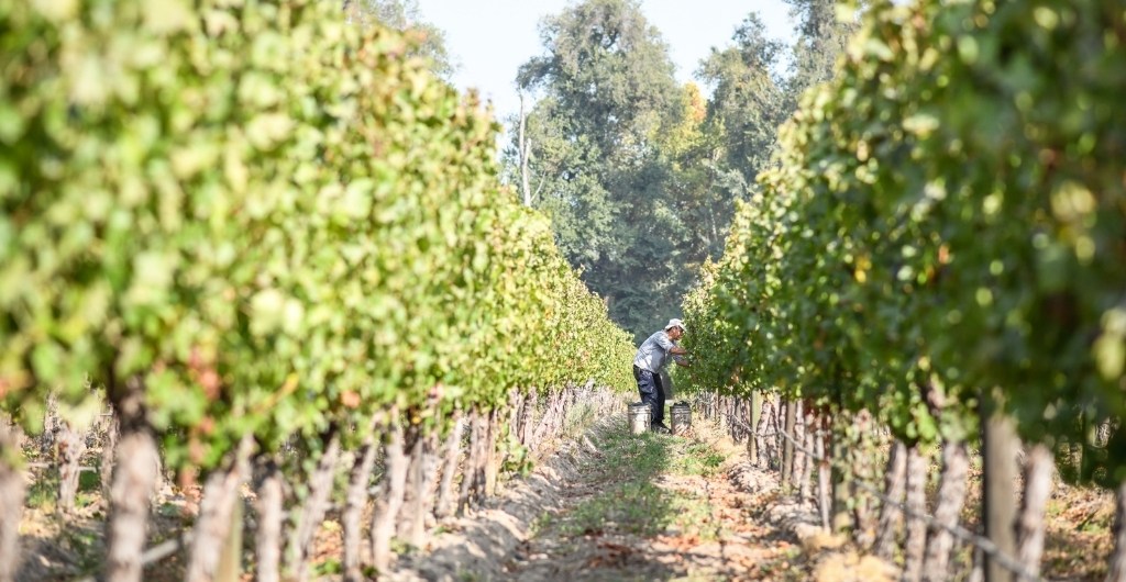 Certificación viña sustentable Vinos de Chile - Cousino Macul