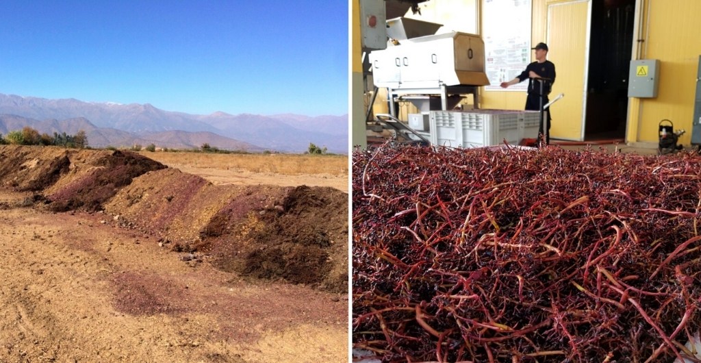 Compost Viña Cousiño Macul - Reutilización del 100% de residuos de vendimia